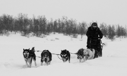 Coby Bull and the dogs